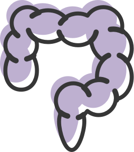 Large intestine graphic